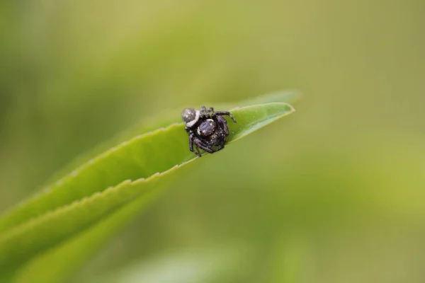 Gros Plan Une Petite Araignée Sur Une Feuille — Photo