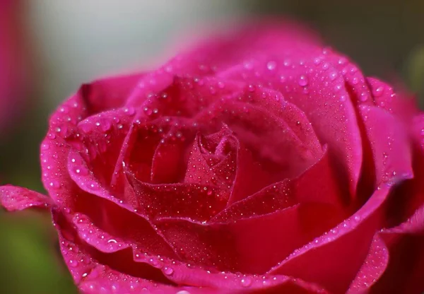 Ett Makro Skott Rosa Ros Med Vattendroppar — Stockfoto