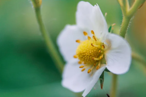 Uma Foto Macro Uma Bela Rosa Branca Sempre Verde Frente — Fotografia de Stock