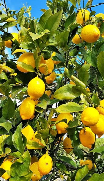 Vertical Closeup Shot Branches Ripe Lemon — Stock Photo, Image