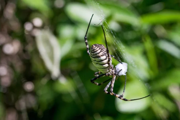 Μια Banded Argiope Spider Argiope Trifasciata Στο Διαδίκτυο Έτοιμη Φάει — Φωτογραφία Αρχείου