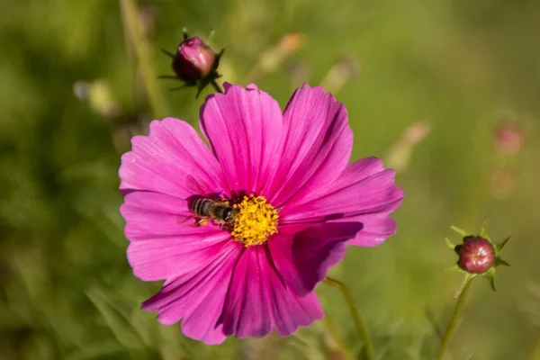 Een Macro Shot Van Een Bee Een Rose Cosmos Bipinnatus — Stockfoto