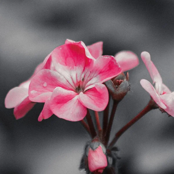 Tiro Close Uma Flor Rosa Com Fundo Cinza Embaçado — Fotografia de Stock