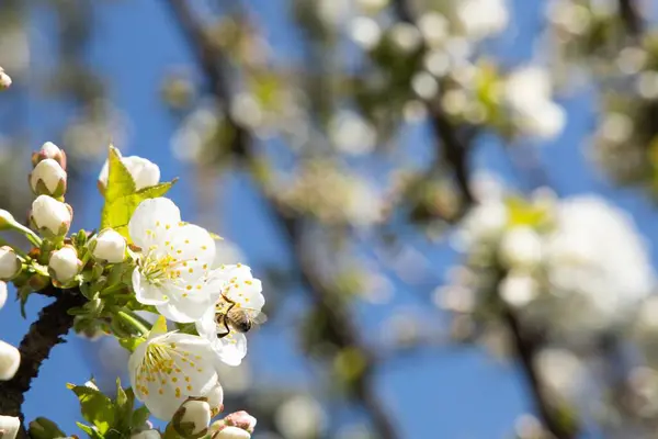 Gros Plan Mise Point Peu Profonde Fleurs Cerisier Blanc — Photo
