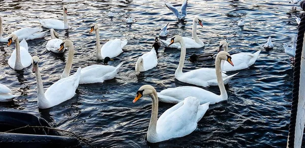 Tiro Ângulo Alto Grupo Cisnes Brancos Lago Reflexivo — Fotografia de Stock