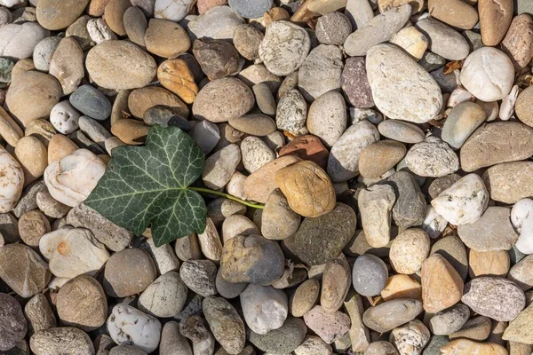 Tiro Ángulo Alto Una Hoja Verde Las Rocas Guijarros Pequeños —  Fotos de Stock