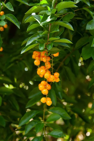 南アメリカのデュランタ エレッタの黄色い熟した果実 — ストック写真