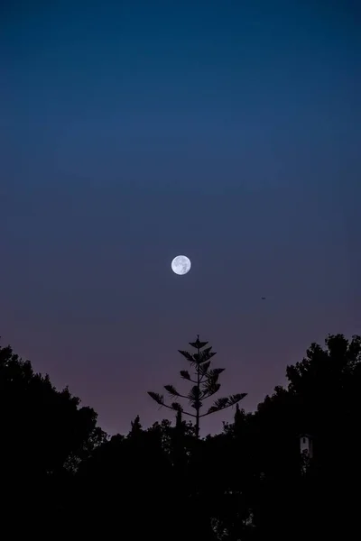 Měsíc Temné Noční Obloze Nad Siluetami Stromů — Stock fotografie