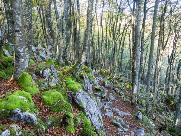 Ένα Καταπράσινο Δάσος Μεγάλες Λευκές Πέτρες Καλυμμένες Γρασίδι — Φωτογραφία Αρχείου