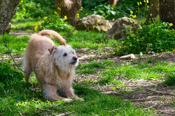 A cream coloured dog, chained to a tree, eagerly waiting for its owner to run freely and play in the countryside. Scruffy fur, friendly playful dog