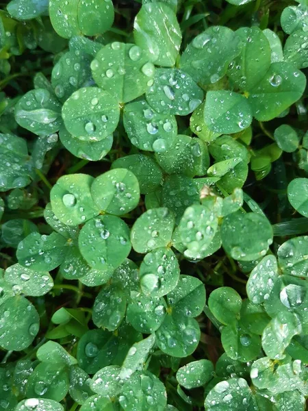 Tiro Close Gotas Água Plantas Verdes — Fotografia de Stock