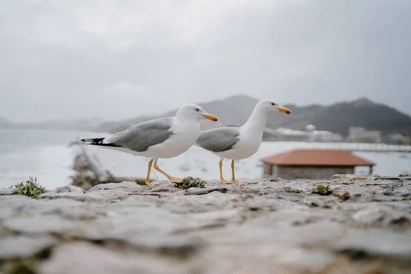 Two Seagulls Sea High Rocky Mountains Blurred Background — Stock Photo, Image