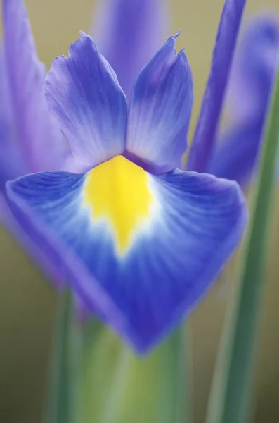 Eine Selektive Aufnahme Einer Blauen Iris Blume Sonnenlicht Mit Verschwommenem — Stockfoto