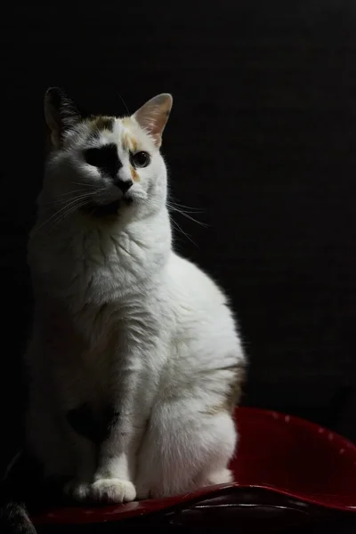 一只白色的猫在黑暗的背景后面的垂直镜头 — 图库照片