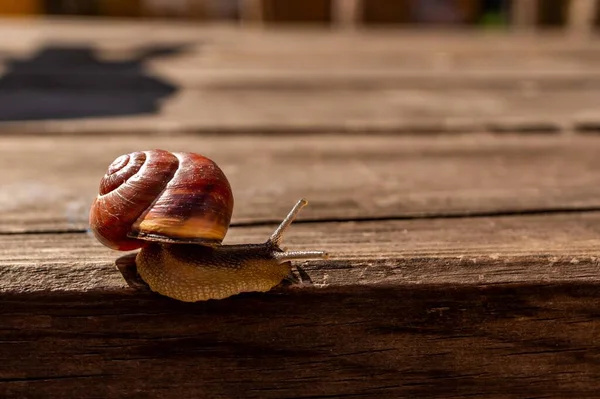 Primo Piano Una Chiocciola Una Superficie Legno — Foto Stock