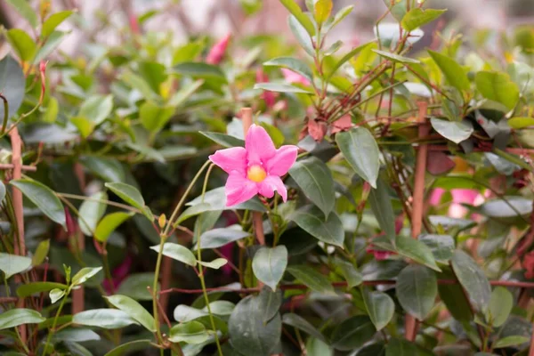 Eine Flache Fokusaufnahme Einer Rosa Felstrompeten Blume Einem Garten — Stockfoto