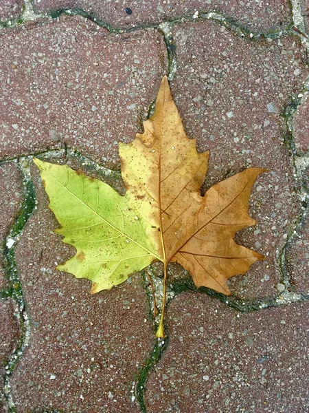 Schöne Aufnahme Eines Halbgetrockneten Ahornblattes Auf Einer Bodenfliese Freien Frühling — Stockfoto