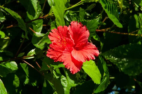 Den Blommade Vackra Röda Hibiscus Rosa Sinensis Blomma Glänser Solstrålarna — Stockfoto