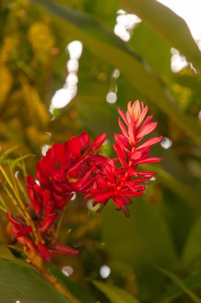 Tiro Close Bela Flor Gengibre Vermelho — Fotografia de Stock