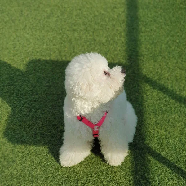 Filhote Cachorro Bonito Poodle Branco Sentado Chão Verde — Fotografia de Stock