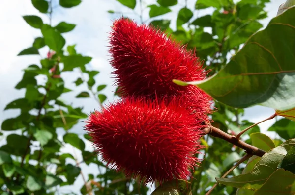 Der Südamerikanische Rote Bixa Orellana Strauch — Stockfoto