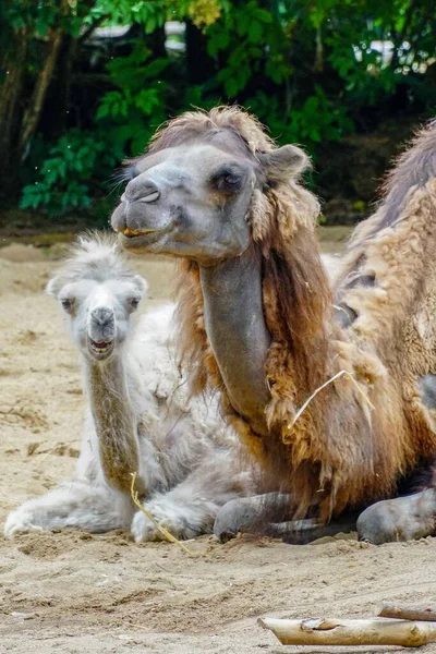 Eine Vertikale Aufnahme Einer Lächelnden Kamelfamilie Einem Zoo — Stockfoto