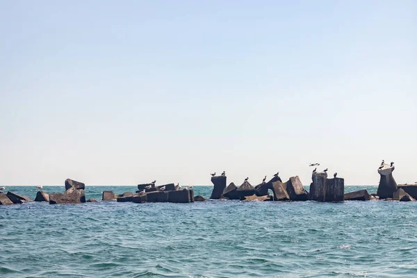 Une Vue Panoramique Des Mouettes Sur Rocher Mer Rimini Plage — Photo