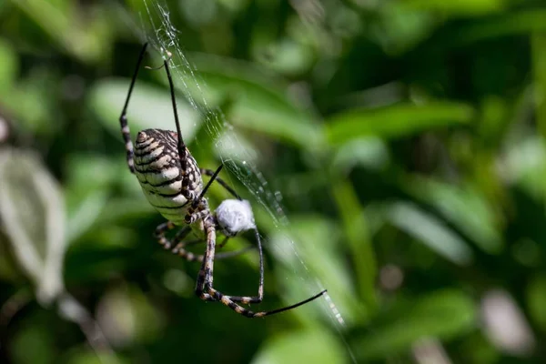 一只带状蜘蛛 Argiope Trifasciata 即将在马耳他的一个干燥的山谷里吃它的食物 很可能是一只苍蝇 — 图库照片