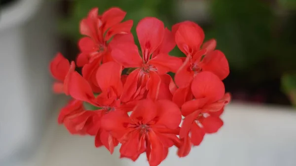 Plan Macro Belles Fleurs Géranium Rouge Avec Fond Flou — Photo