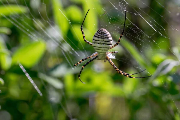 Egy Pácolt Argiope Spider Argiope Trifasciata Neten Éppen Enni Készül — Stock Fotó
