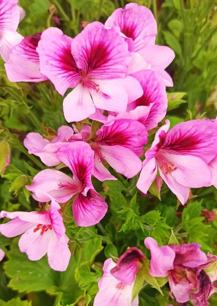 Primer Plano Vertical Las Flores Del Pico Grulla Bajo Luz —  Fotos de Stock