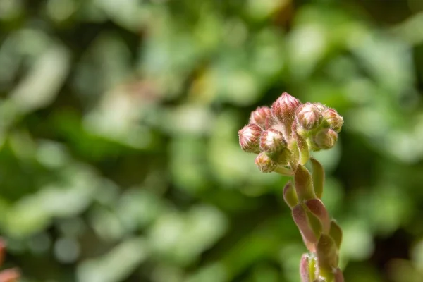 Eine Selektive Fokusaufnahme Von Ungeblühten Blumen Mit Einem Unscharfen Natürlichen — Stockfoto