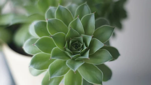 Een Macro Shot Van Een Groene Echeveria Bloeiende Plant Binnen — Stockfoto