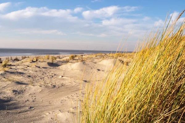 Ein Schöner Blick Auf Die Hohen Gräser Sandstrand Meer Unter — Stockfoto