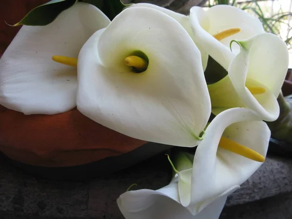 Closeup Shot Arum Lilies Garden — Stock Photo, Image