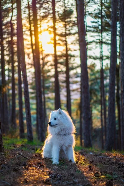 Egy Függőleges Lövés Egy Samoyed Kutyáról Erdőben — Stock Fotó