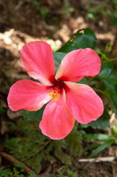 Eine Nahaufnahme Der Rosa Hawaii Hibiskusblüten — Stockfoto