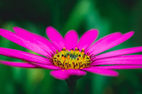 Macro Shot Bright Pink African Daisy Front Blurry Background — Stock Photo, Image