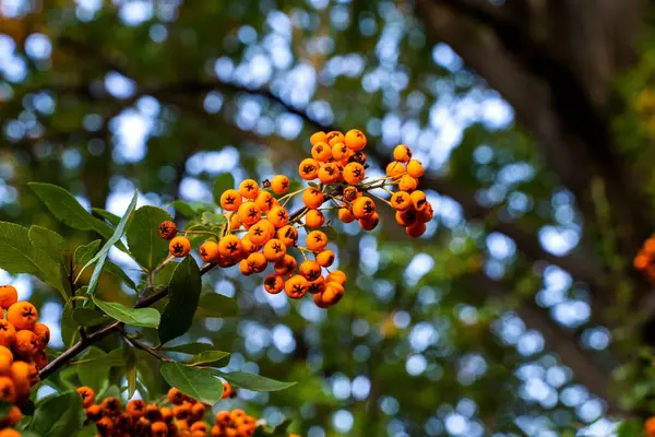 Alacsony Szögű Felvétel Néhány Egzotikus Kis Narancssárga Gyümölcsről Egy Fán — Stock Fotó