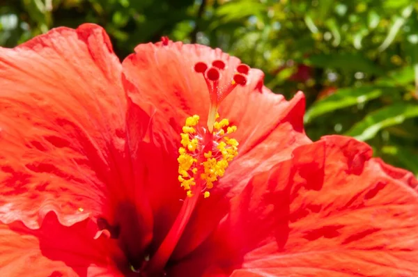 Makroaufnahme Der Blühenden Roten Hibiscus Rosa Sinensis Blume — Stockfoto