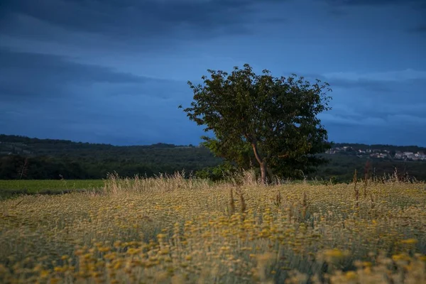 Schöne Aussicht Auf Ein Feld Ewiger Blumen Istrien Kroatien Helichrysum — Stockfoto