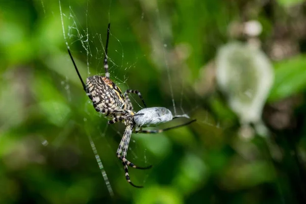 Una Araña Argiope Banded Argiope Trifasciata Red Punto Comer Comida — Foto de Stock