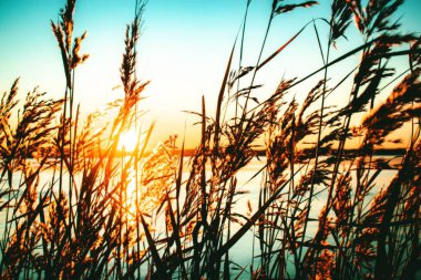 A beautiful scenery of Phragmites plants by the sea with the breathtaking view of sunset in the background clipart