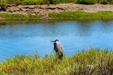 Great blue heron, standing at the waters edge, is a large wading bird in the heron family. Bolsa Chica Ecological Reserve, Huntington Beach, CA.  clipart