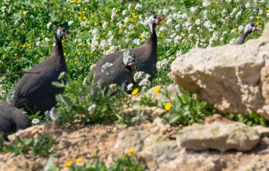 A small family of guinea fowls walking through vegetation and calling out for each other next to a small farm in Malta. clipart