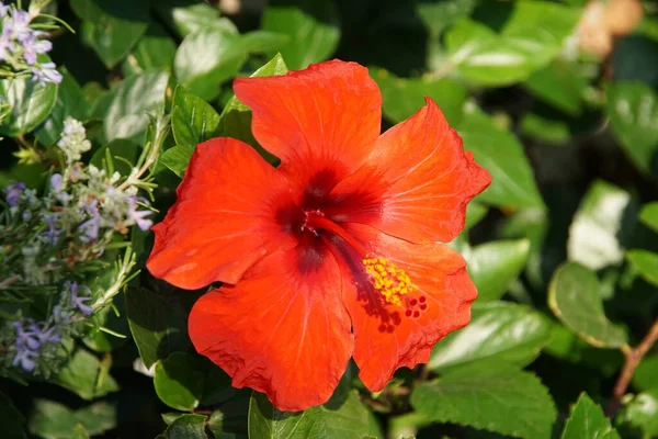 Gros Plan Joli Hibiscus Hawaïen Sous Lumière Soleil — Photo