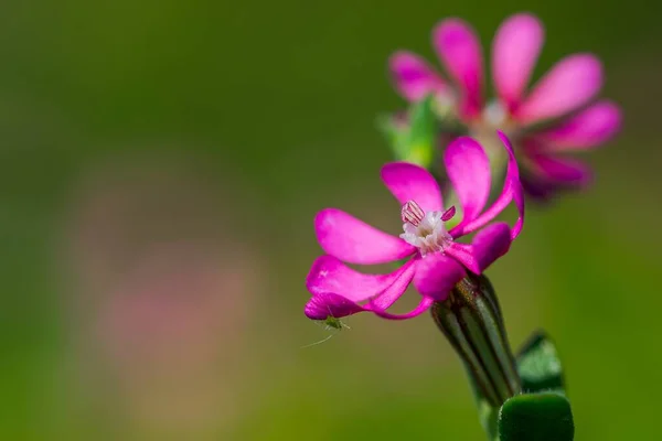 Rosa Pirouette Liten Rosa Blomma Med Liten Insekt Ett Kronblad — Stockfoto