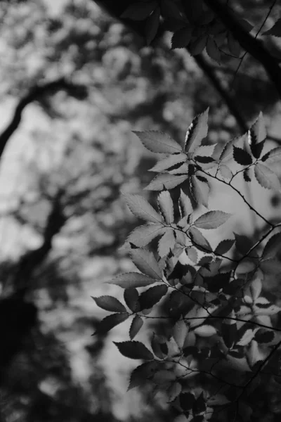 의나무 가지에 잎사귀들을 — 스톡 사진