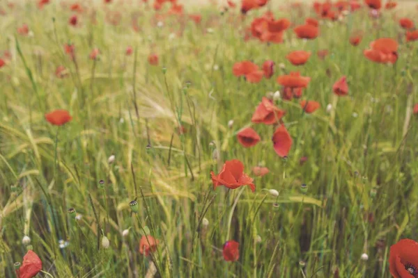 Campo Flores Papoula Vermelha Com Gramíneas Altas — Fotografia de Stock