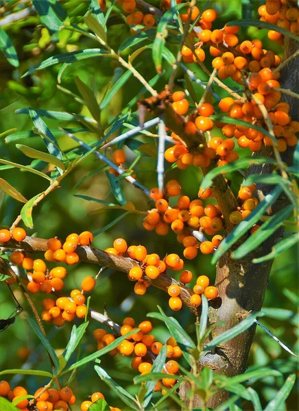 Frutos Espinheiro Mar Crescendo Nos Ramos Verdes — Fotografia de Stock